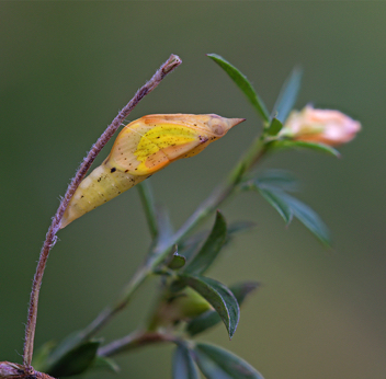 Barred Yellow chrysalis